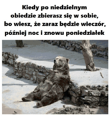 Niedźwiedź odpoczywający w niedzielę